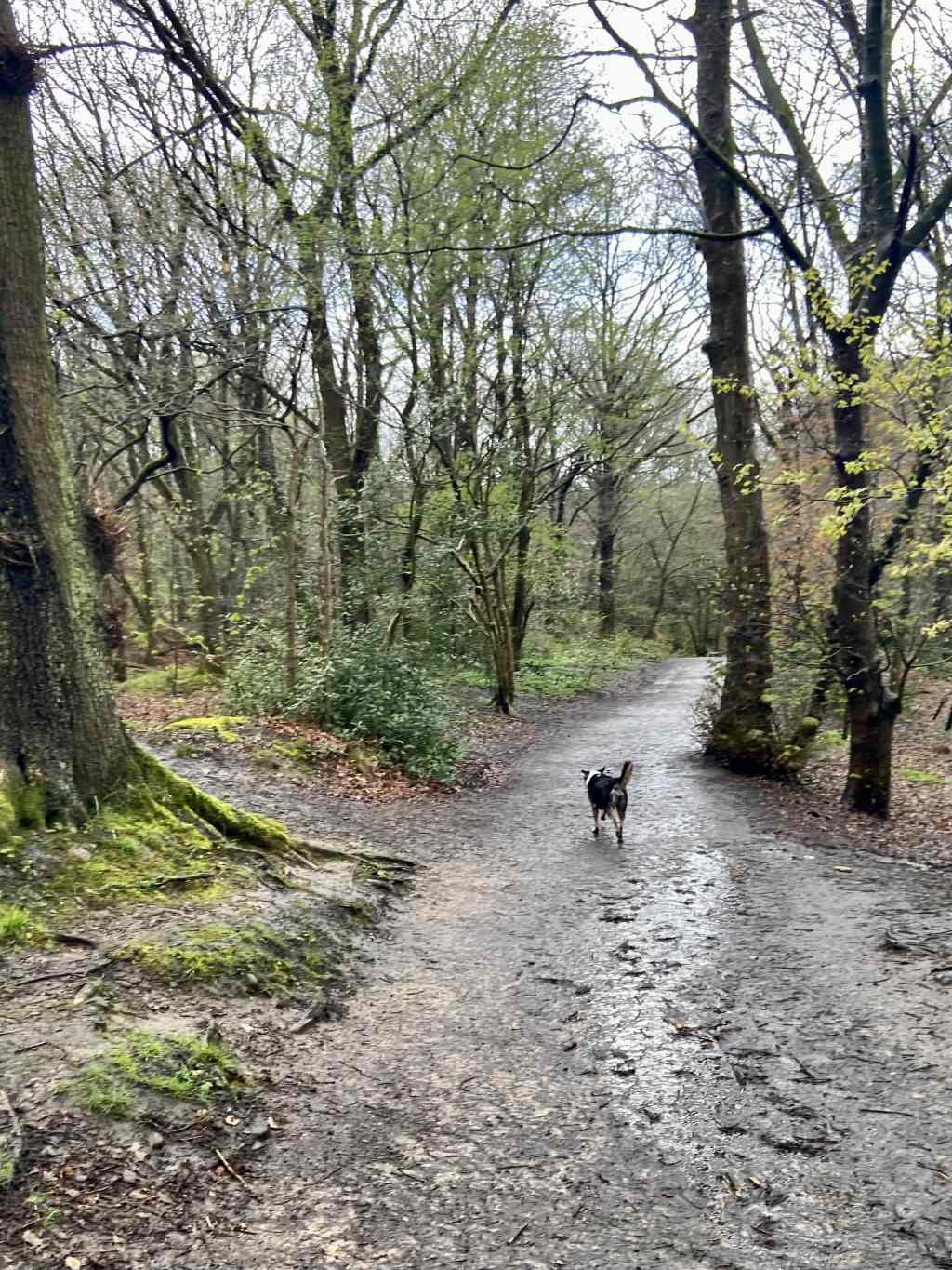 Dog on woodland path, Astley Park, Chorley